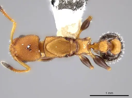 Nesomyrmex pittieri - INBIOCRI001275159