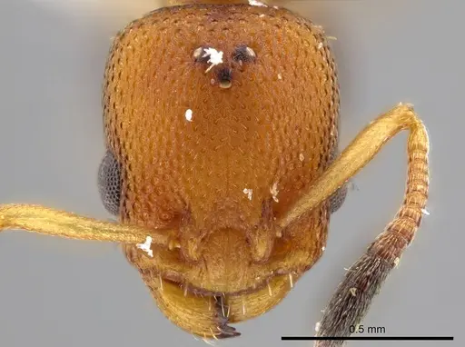 Nesomyrmex pittieri - INBIOCRI001275159