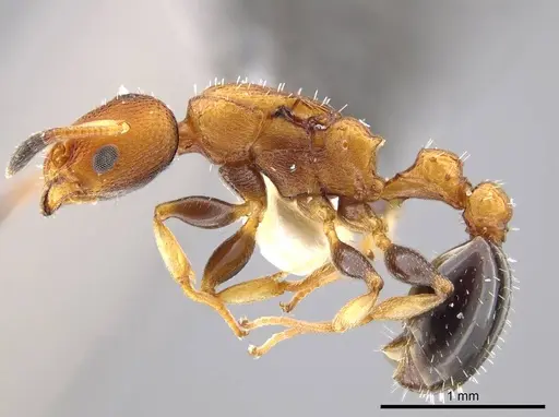 Nesomyrmex pittieri - INBIOCRI001275159