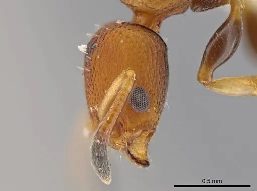 Nesomyrmex pittieri - INBIOCRI001275159