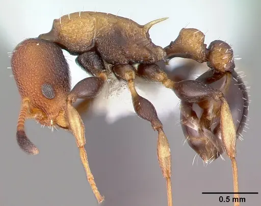 Nesomyrmex pittieri - PSW10608-4