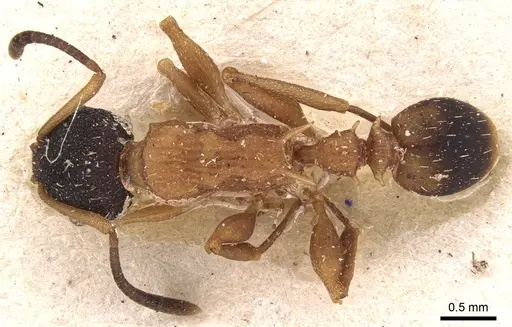 Nesomyrmex pulcher specimen
