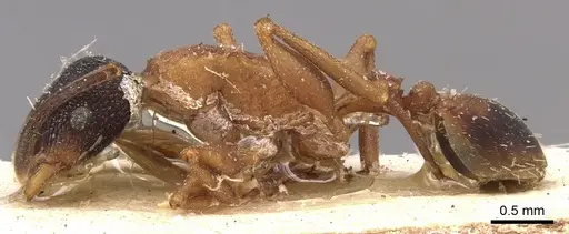 Nesomyrmex pulcher specimen