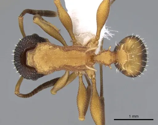 Nesomyrmex pulcher - CASENT0914996