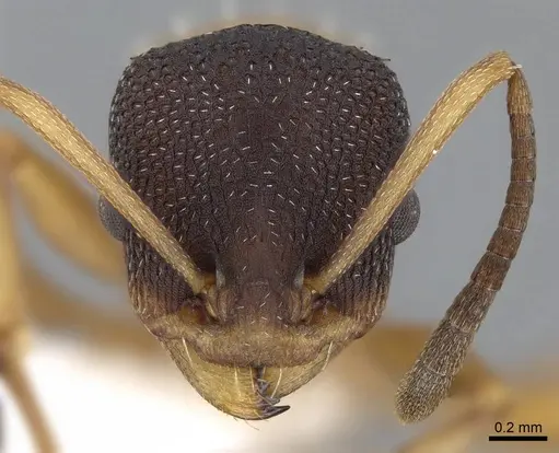 Nesomyrmex pulcher - CASENT0914996