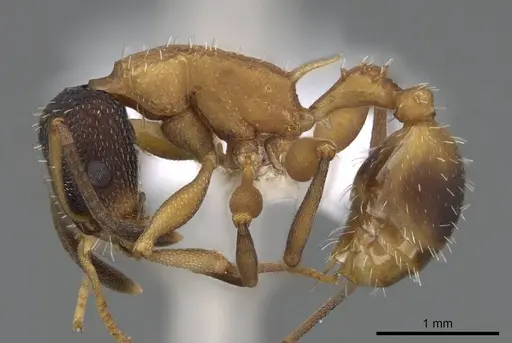 Nesomyrmex pulcher - CASENT0914996