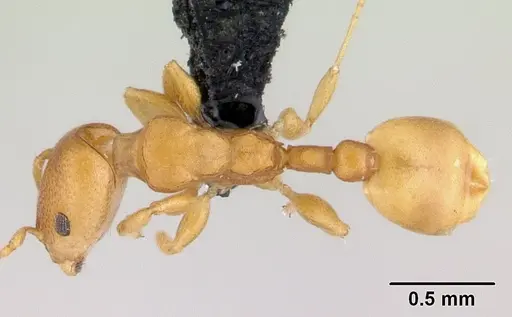 Nesomyrmex punctaticeps specimen