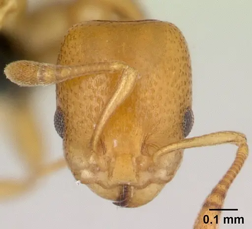 Nesomyrmex punctaticeps specimen
