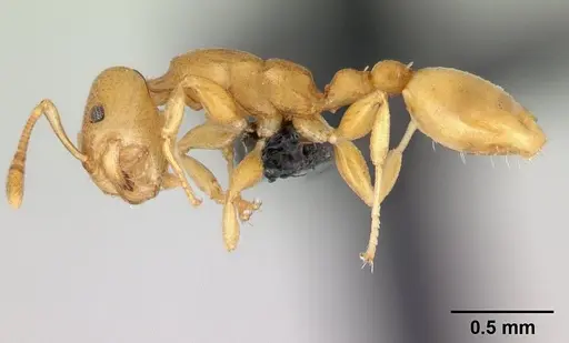 Nesomyrmex punctaticeps specimen