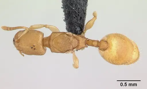 Nesomyrmex reticulatus specimen