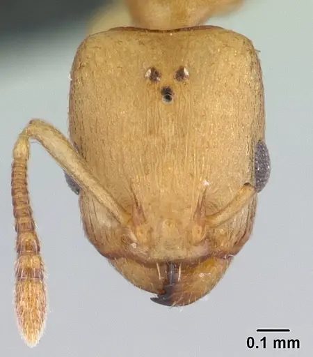 Nesomyrmex reticulatus specimen
