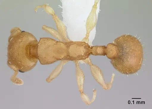 Nesomyrmex reticulatus - CASENT0418497