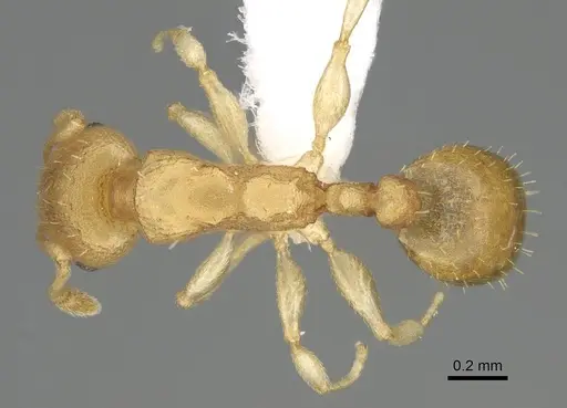 Nesomyrmex reticulatus - CASENT0418497