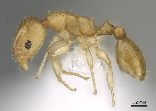 Nesomyrmex reticulatus - CASENT0418497