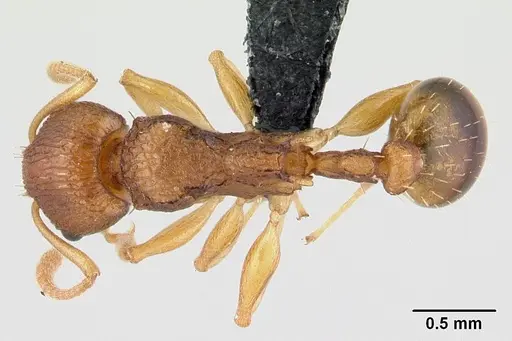 Nesomyrmex retusispinosus specimen