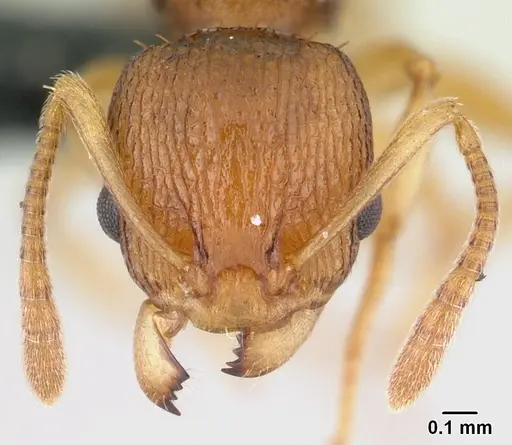 Nesomyrmex retusispinosus specimen