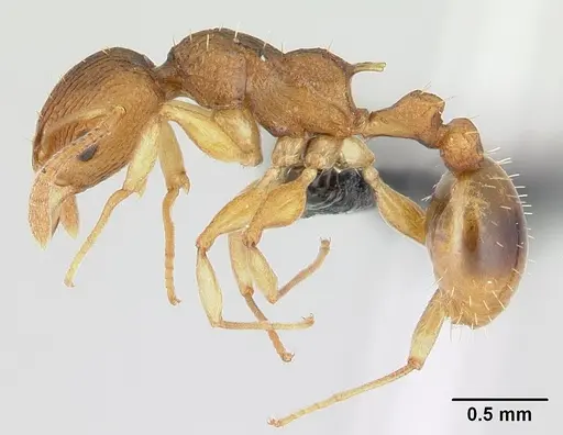 Nesomyrmex retusispinosus specimen