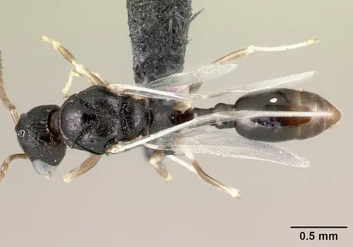 Nesomyrmex rugosus specimen