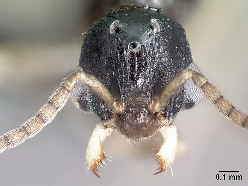 Nesomyrmex rugosus specimen