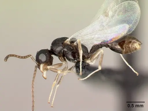Nesomyrmex rugosus specimen