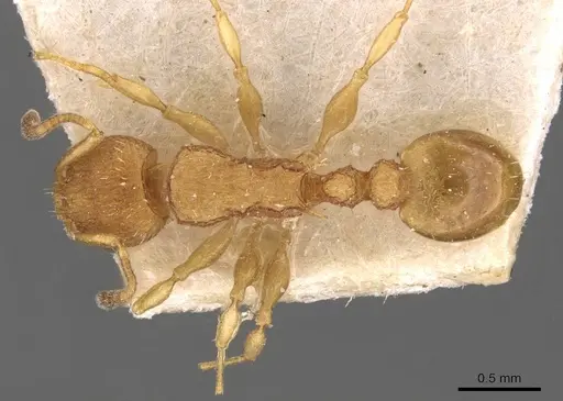 Nesomyrmex schwebeli specimen