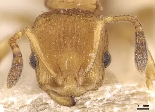 Nesomyrmex schwebeli specimen