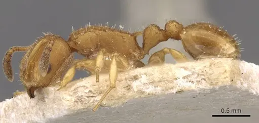 Nesomyrmex schwebeli specimen