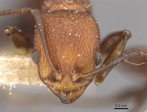 Nesomyrmex sculptiventris specimen