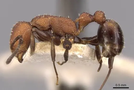 Nesomyrmex sculptiventris specimen