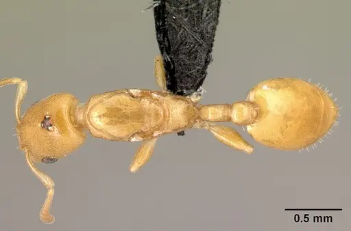 Nesomyrmex sellaris specimen