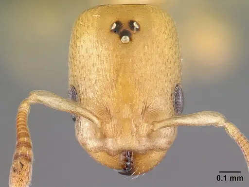 Nesomyrmex sellaris specimen