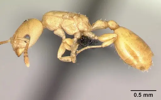 Nesomyrmex sellaris specimen