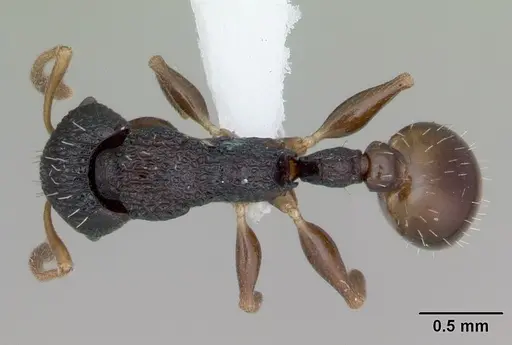 Nesomyrmex sikorai specimen