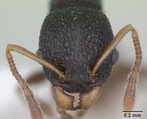 Nesomyrmex sikorai specimen