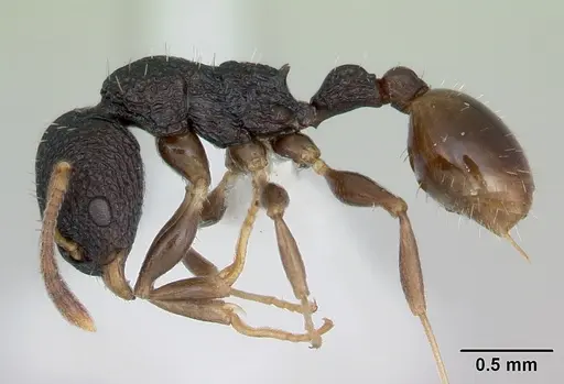 Nesomyrmex sikorai specimen