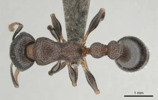 Nesomyrmex simoni specimen