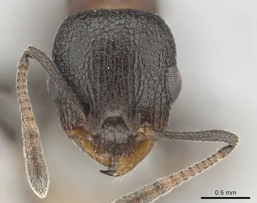 Nesomyrmex simoni specimen