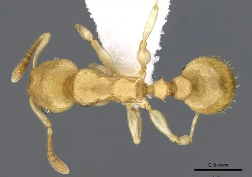 Nesomyrmex stramineus specimen