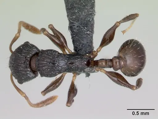 Nesomyrmex striatus specimen