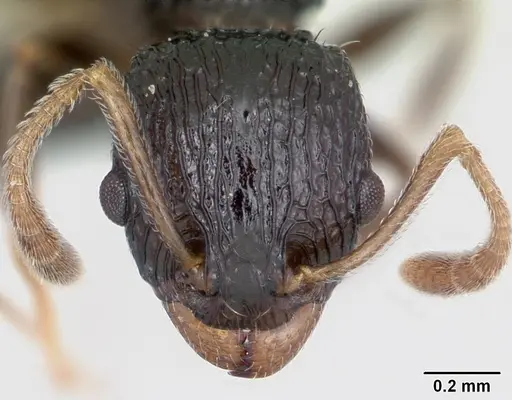 Nesomyrmex striatus specimen