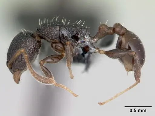 Nesomyrmex striatus specimen