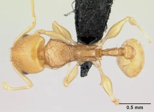 Nesomyrmex tamatavensis specimen