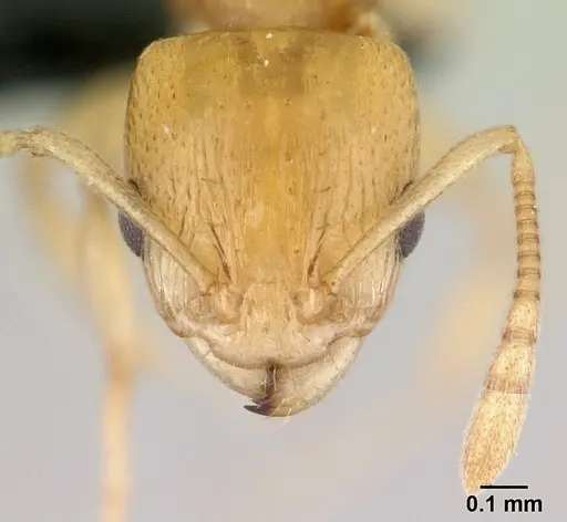 Nesomyrmex tamatavensis specimen