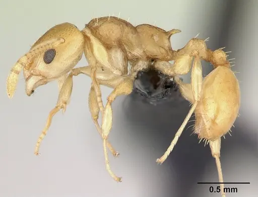 Nesomyrmex tamatavensis specimen