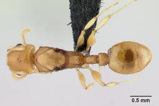 Nesomyrmex tamatavensis - CASENT0179477