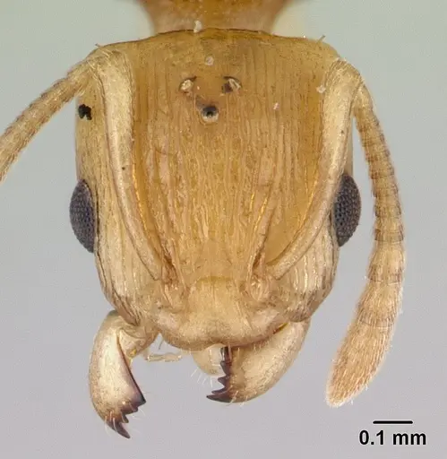 Nesomyrmex tamatavensis - CASENT0179477