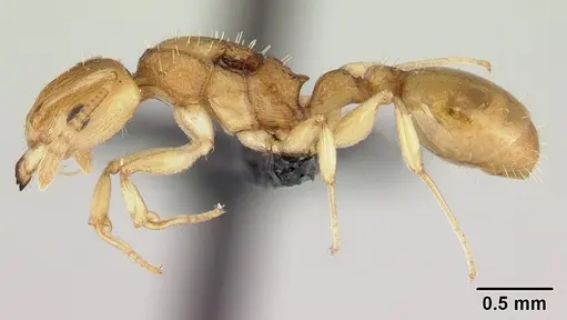 Nesomyrmex tamatavensis - CASENT0179477