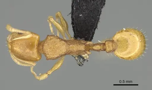 Nesomyrmex tamatavensis - CASENT0496292