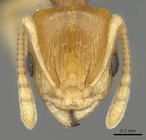 Nesomyrmex tamatavensis - CASENT0496292