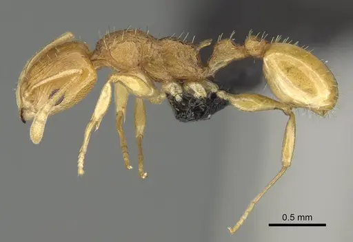 Nesomyrmex tamatavensis - CASENT0496292